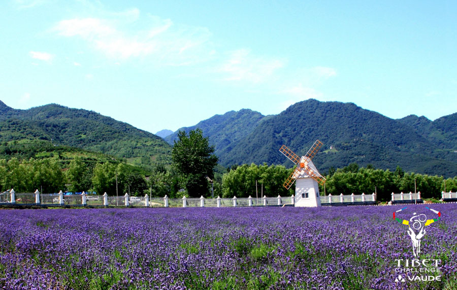 3、中国普罗旺斯—秦岭薰衣草庄园.jpg