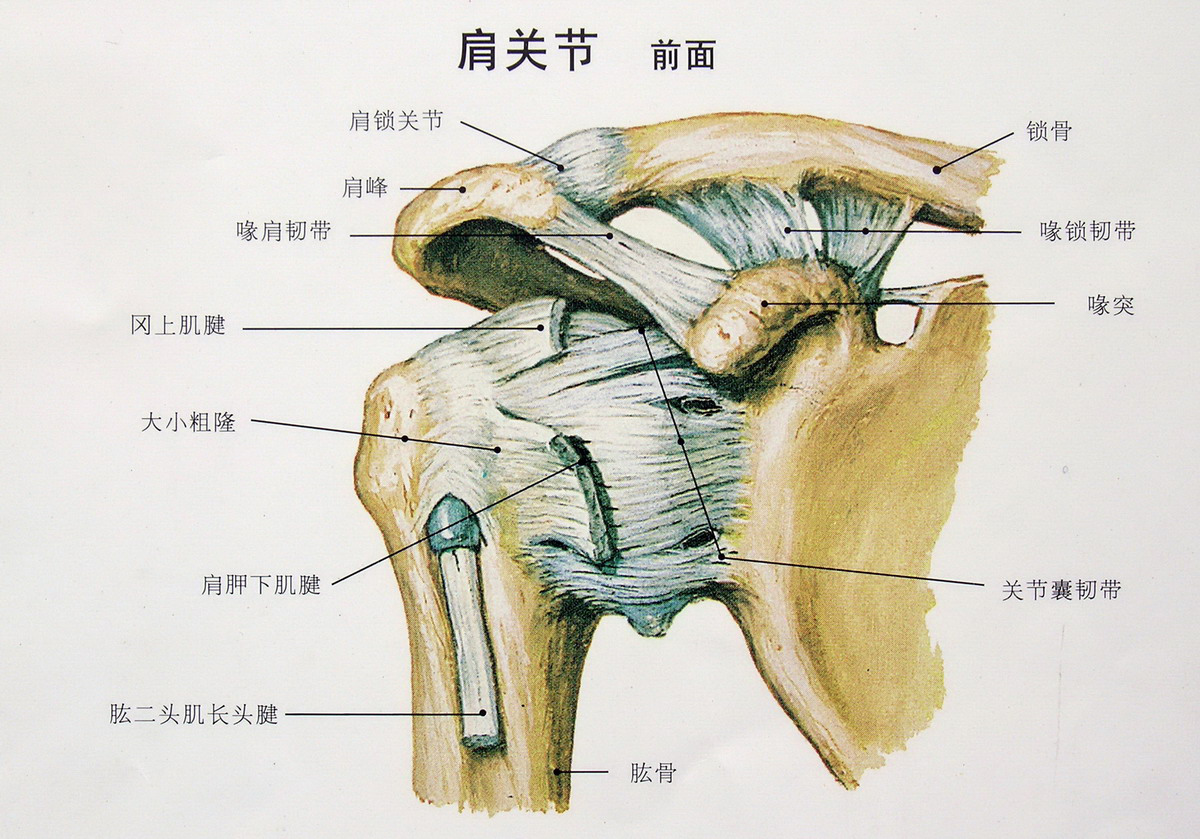 整个肩胛骨及上肢与躯干的骨性连接,就只通过这个小小的肩锁关节,锁骨